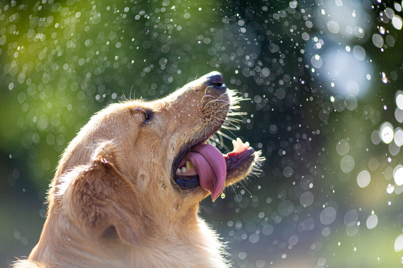 Living with your dog in Hamburg 3