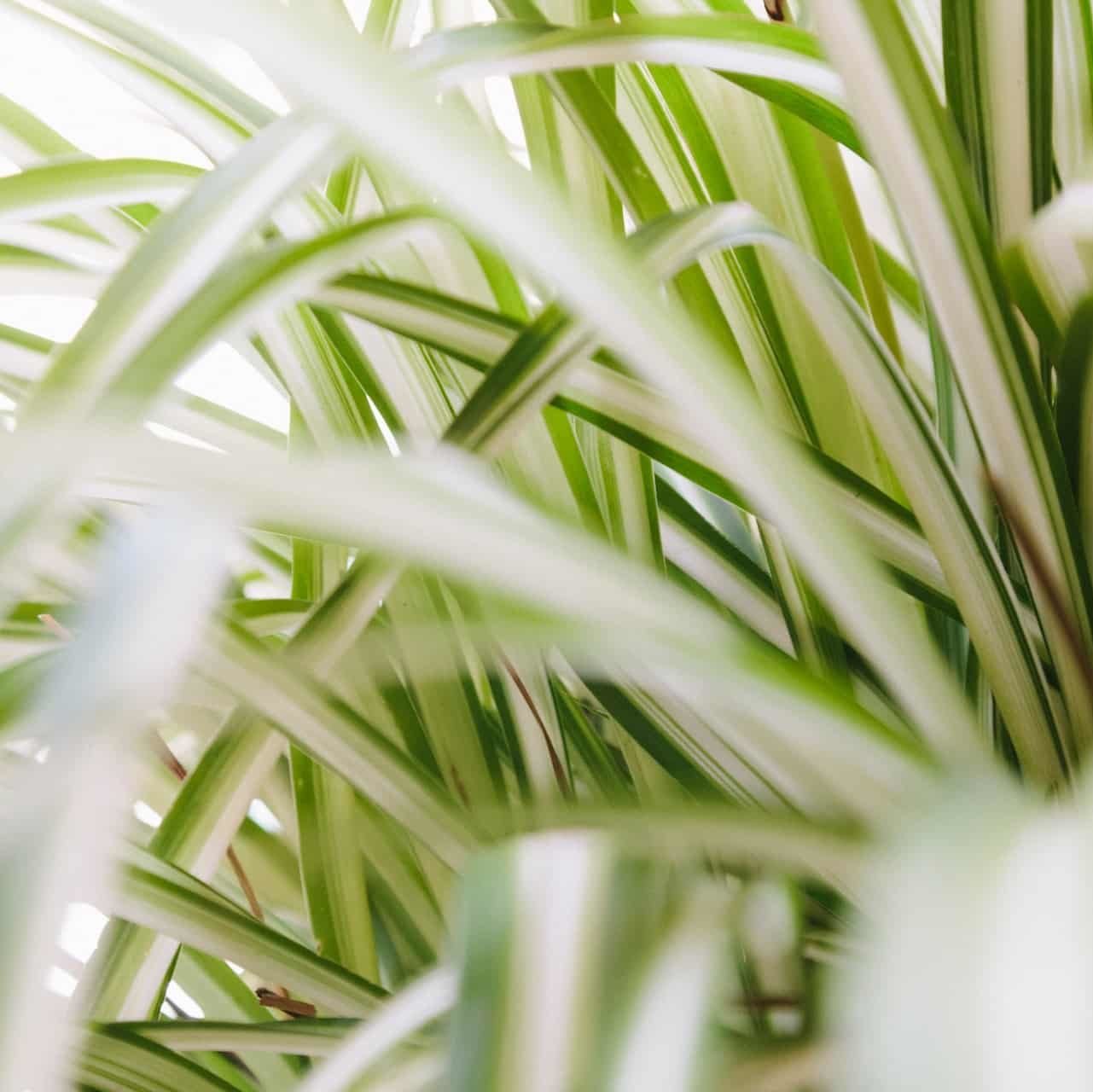 Top 5 Low-Maintenance Plants for New Plant Parents 4