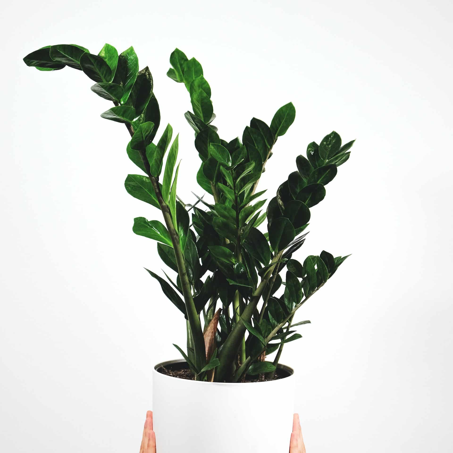 Top 5 Low-Maintenance Plants for New Plant Parents 2