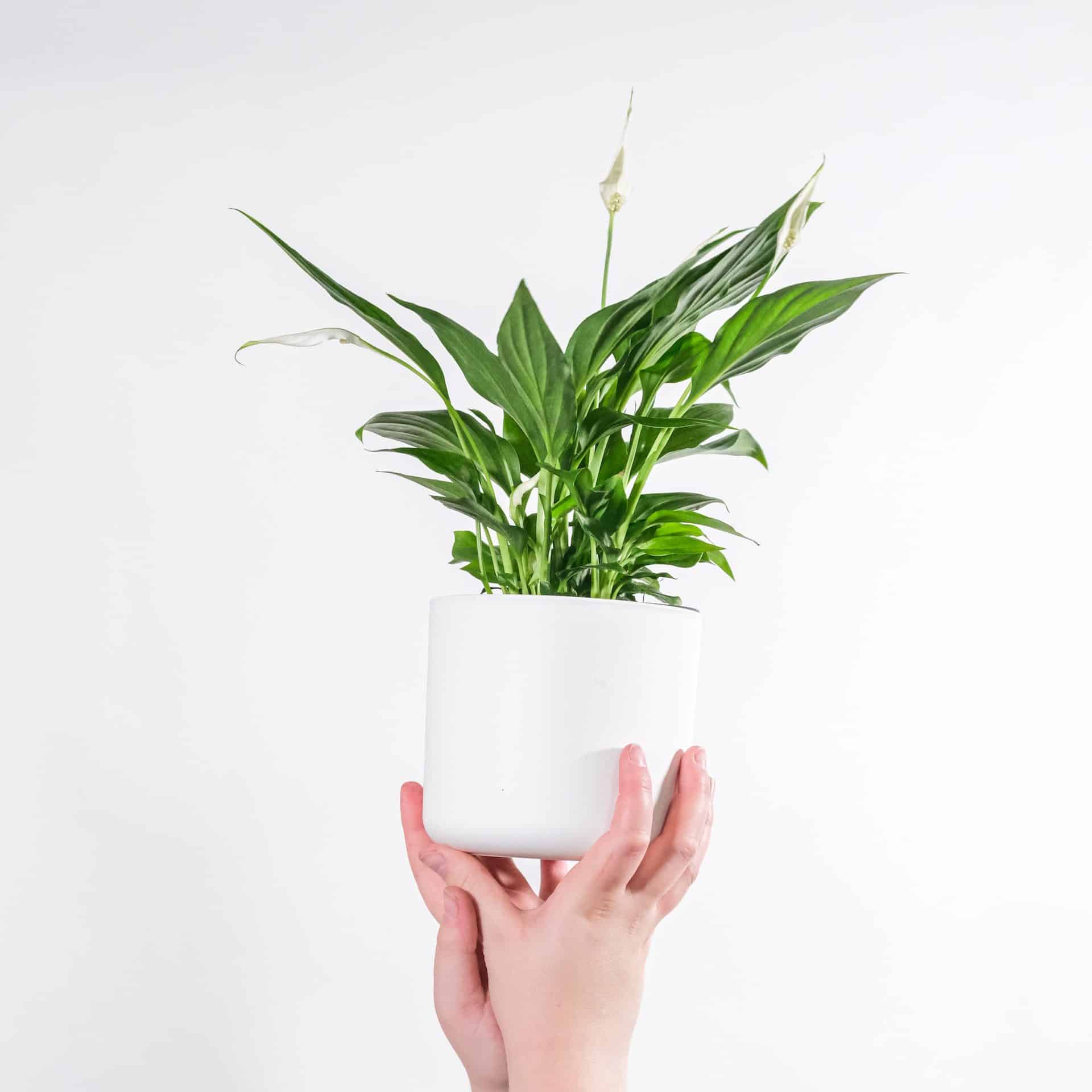 Top 5 Low-Maintenance Plants for New Plant Parents 5