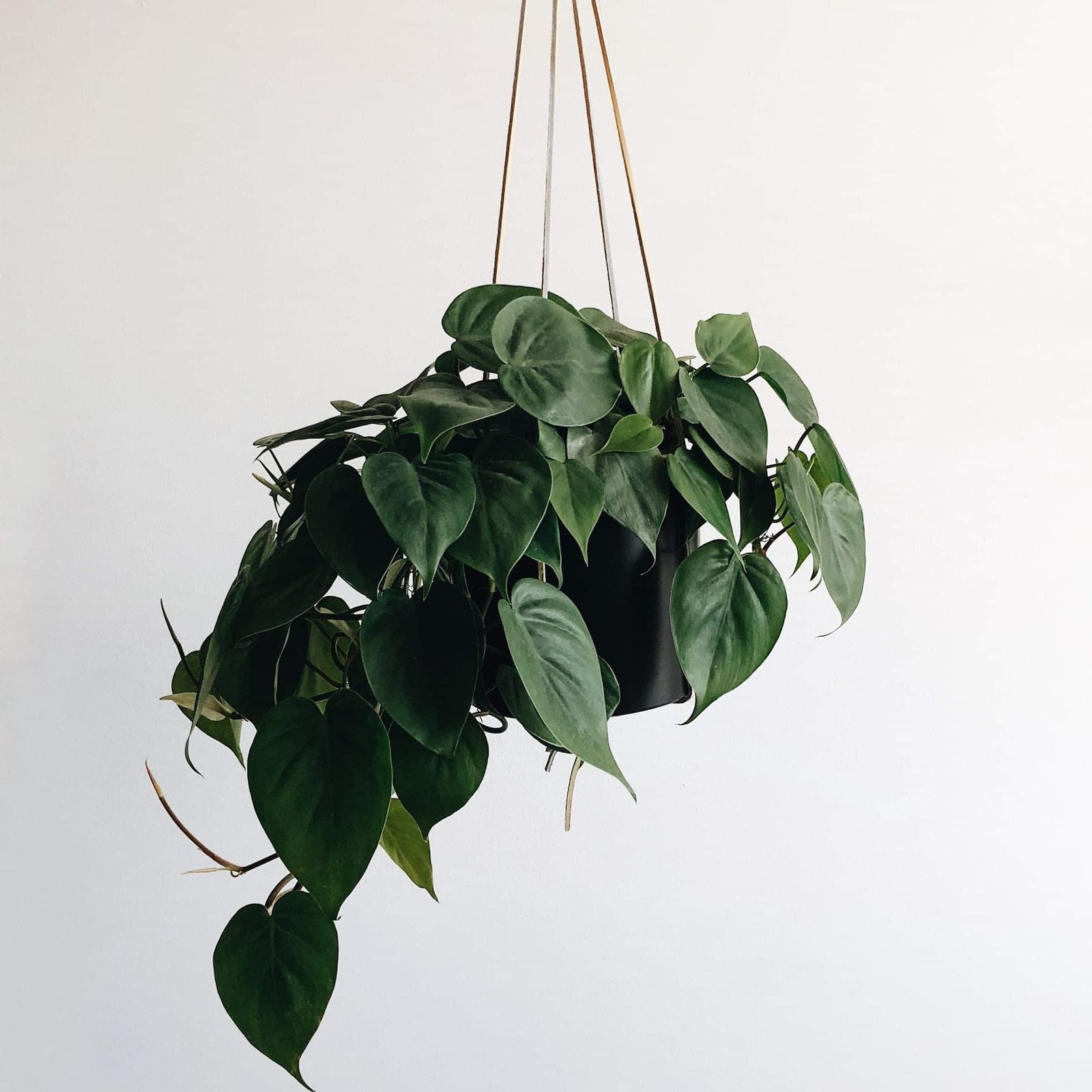 Top 5 Low-Maintenance Plants for New Plant Parents 3