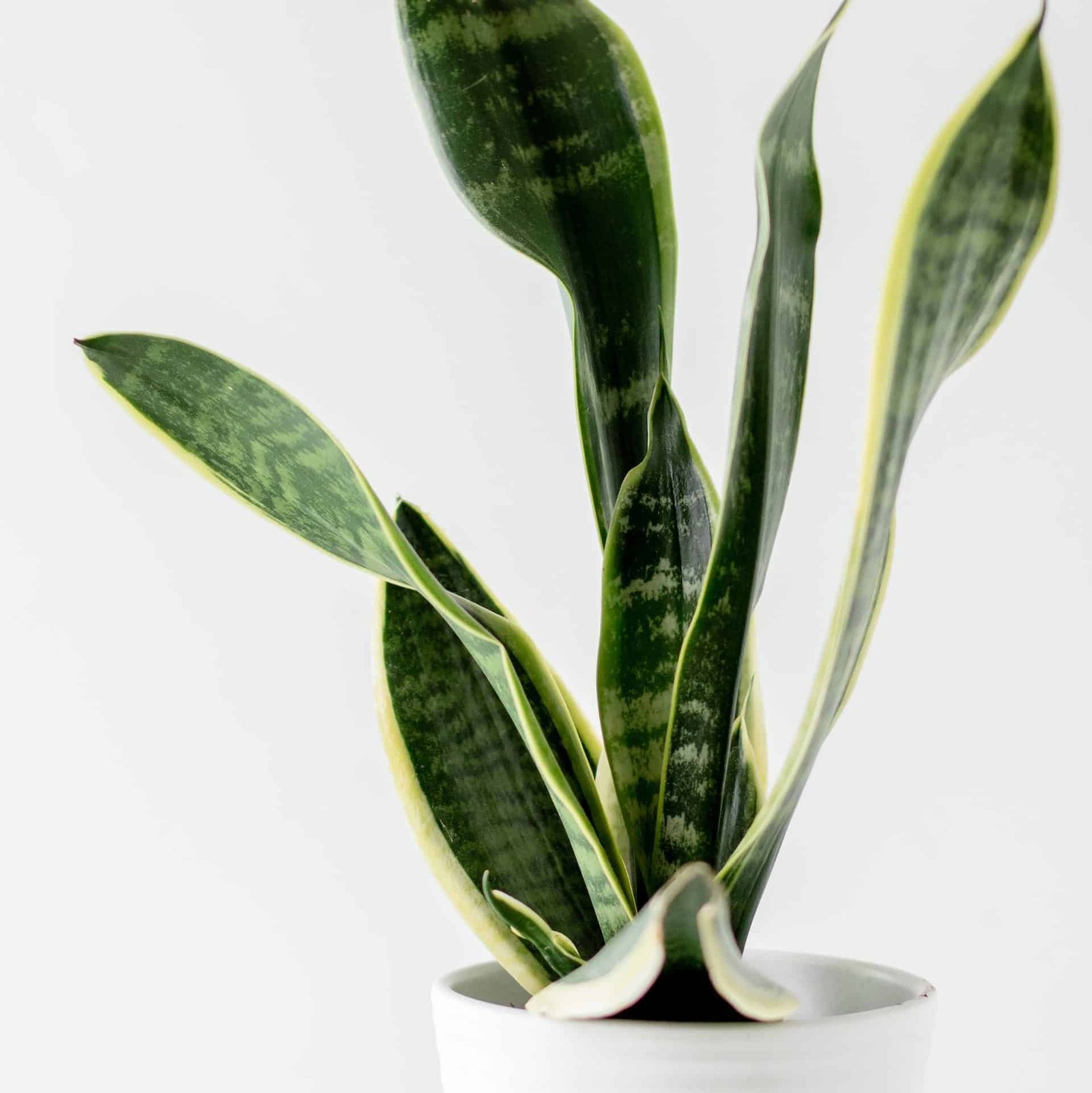 Top 5 Low-Maintenance Plants for New Plant Parents 1